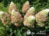 Hortenzija šluotelinė ,Silver Dollar' (lot. Hydrangea paniculata)